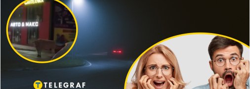 Здоровенні тварини налякали людей