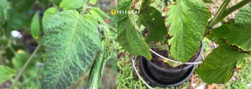 Листя томатів посиніло — що робити