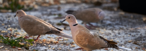 Голуби – головний біль дачників