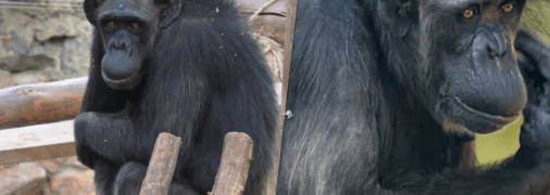 Шимпанзе Амби