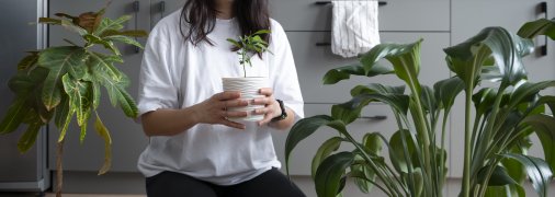 Кімнатні квіти створюють затишну атмосферу