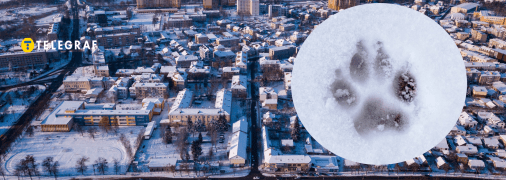 В Луцке заметили хищника