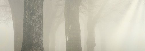 Туман в лесу