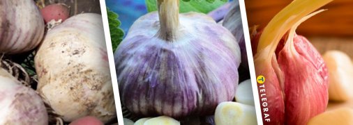 Чеснок Харьковский фиолетовый, Софиевский и Любаша - считаются лучшими в Украине