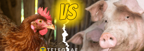 Куры против свиней