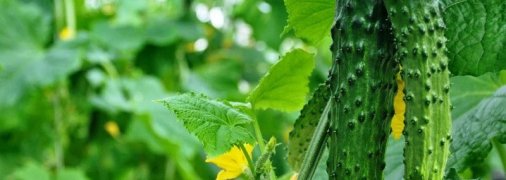 Выращивание огурцов