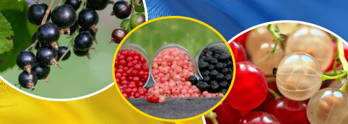 Колаж "Телеграфу"