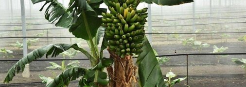 Банани ростуть на пальмі