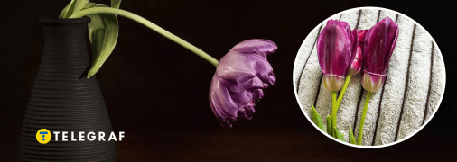 Зів'ялі квіти