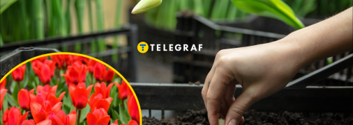 Как сажать тюльпаны осенью