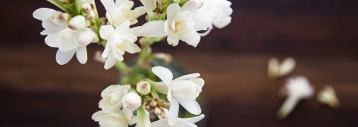 Тубероза широко використовується у парфумерії