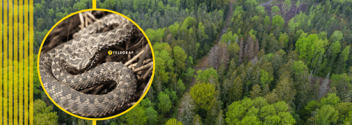 Плазунів можна зустріти не лише в лісі