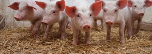 Ілюстративне зображення