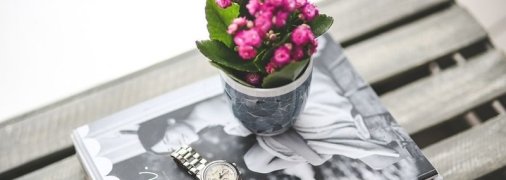 Неприхотливые комнатные растения для самых занятых цветоводов (Фото)