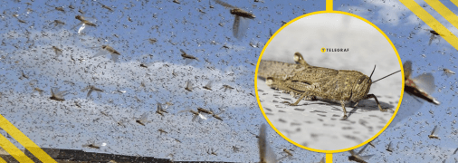 Сарана в Україні