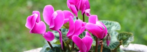 Если вовремя начать решать проблему - спасти растение будет проще