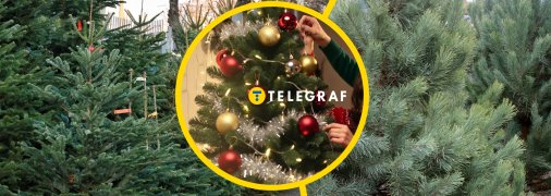 И елка, и сосна точно станут украшением в доме на новогодние праздники