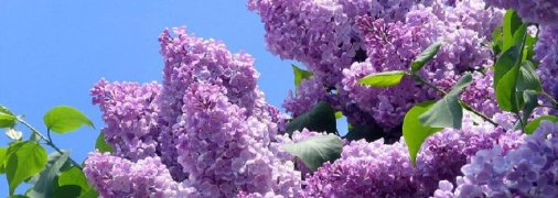 Рясний цвіт бузку характерний для весни, а не для осені