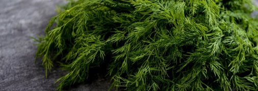 Як швидко посадити кріп