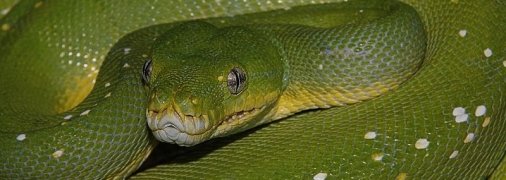 ТОП 10: Самые большие змеи в мире (Фото)