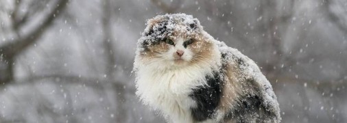 Снег, кот и воробей