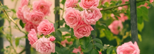 Чаще всего розы не цветут из-за ошибок садовода