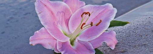 У Чорнобильській зоні зацвіли рожеві лілії