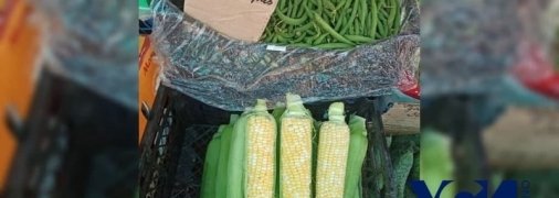 Была лакшери-черешня, теперь вип-кукуруза: одесские рынки снова поразили Украину ценами (фото)