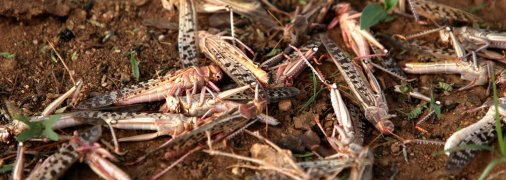 У кількох областях України зафіксовано нашестя сарани