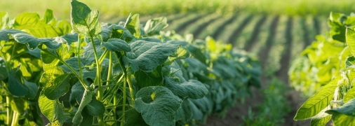 Фасоль требует правильного ухода и времени посадки (изображение создано с помощью ИИ)