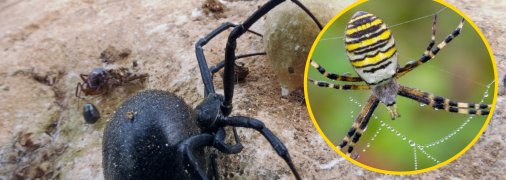 Отруйні павуки