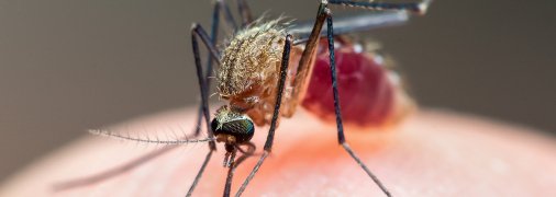 Малярию чаще всего переносят самки комаров вида Anopheles