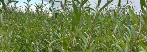 Ивовый лес на месте бывшего водохранилища