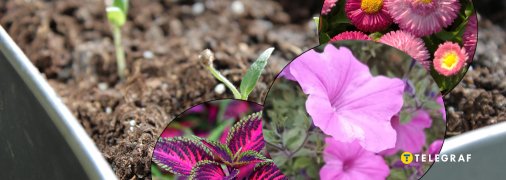 Петунії, маргаритки та колеуси вже можна сіяти на розсаду в лютому