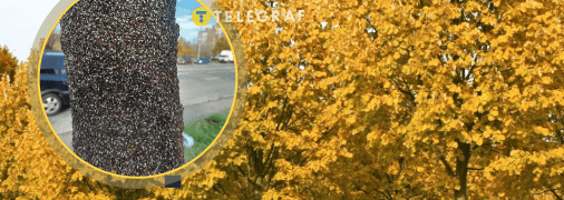 Липові клопи на дереві