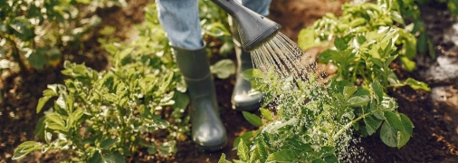 Серпень досі вдалий час для посіву