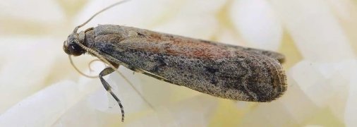 Моль очень любит макароны, зерна риса, бобовые и даже шоколад