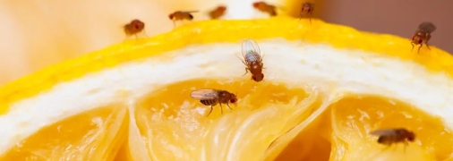 Ловушка для мух своими руками - фото+инструкция