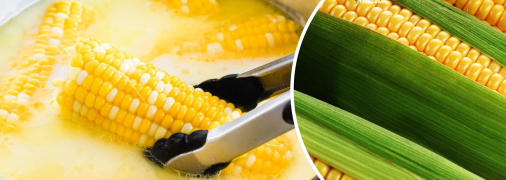 Кукурудза
