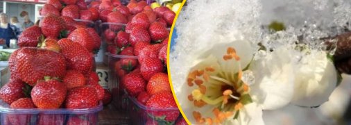 Урожаи пострадали от холодов