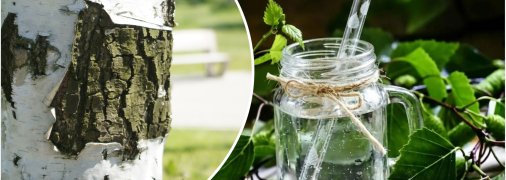 Березовый сок