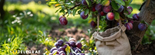 Слива нужно хорошо подкармливать (изображение создано с помощью ИИ)