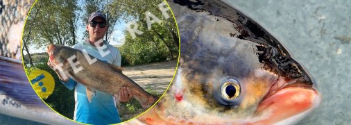 Толстолобик