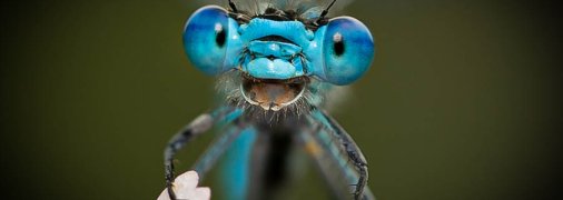 Улыбчивая стрекоза