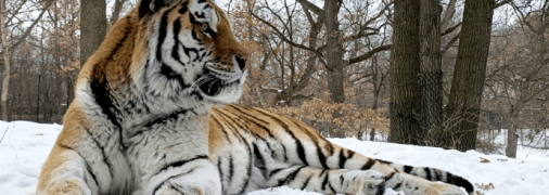 В США умер амурский тигр по кличке Путин