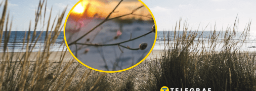 На Одещині цвіте рідкісна рослина