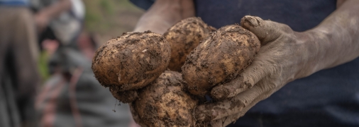 Какие растения лучше всего выращивать рядом с картофелем - список