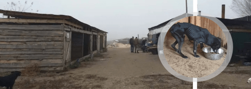 Притулок для тварин "Сіріус"