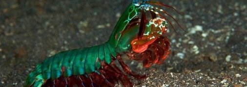 ТОП животных с суперспособностями (Фото)