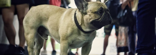 Во время тревоги в подземку можно проводить всех животных для укрытия